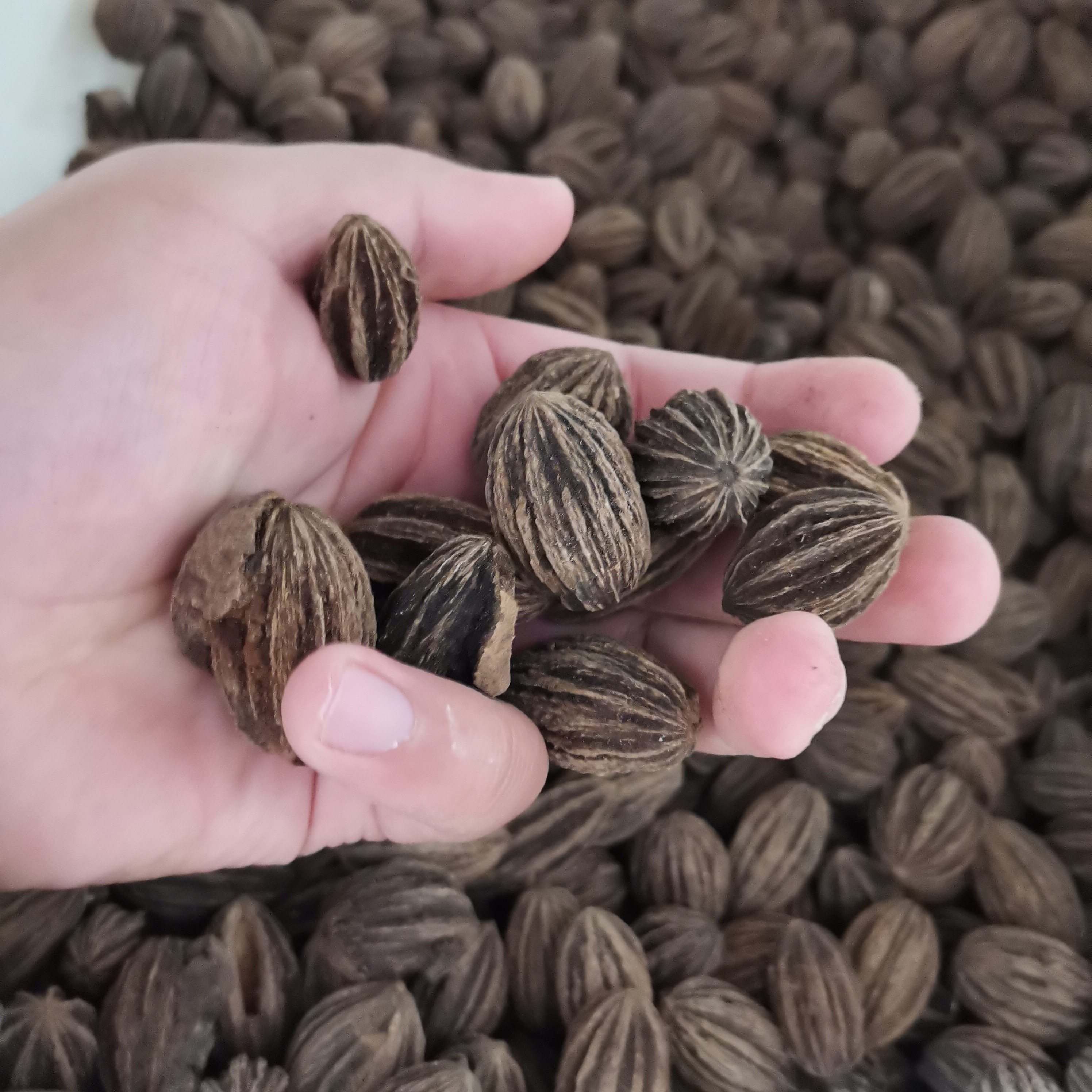 珙桐种子林木种籽国产散装四季多年生景观绿化工程观家庭园艺种子