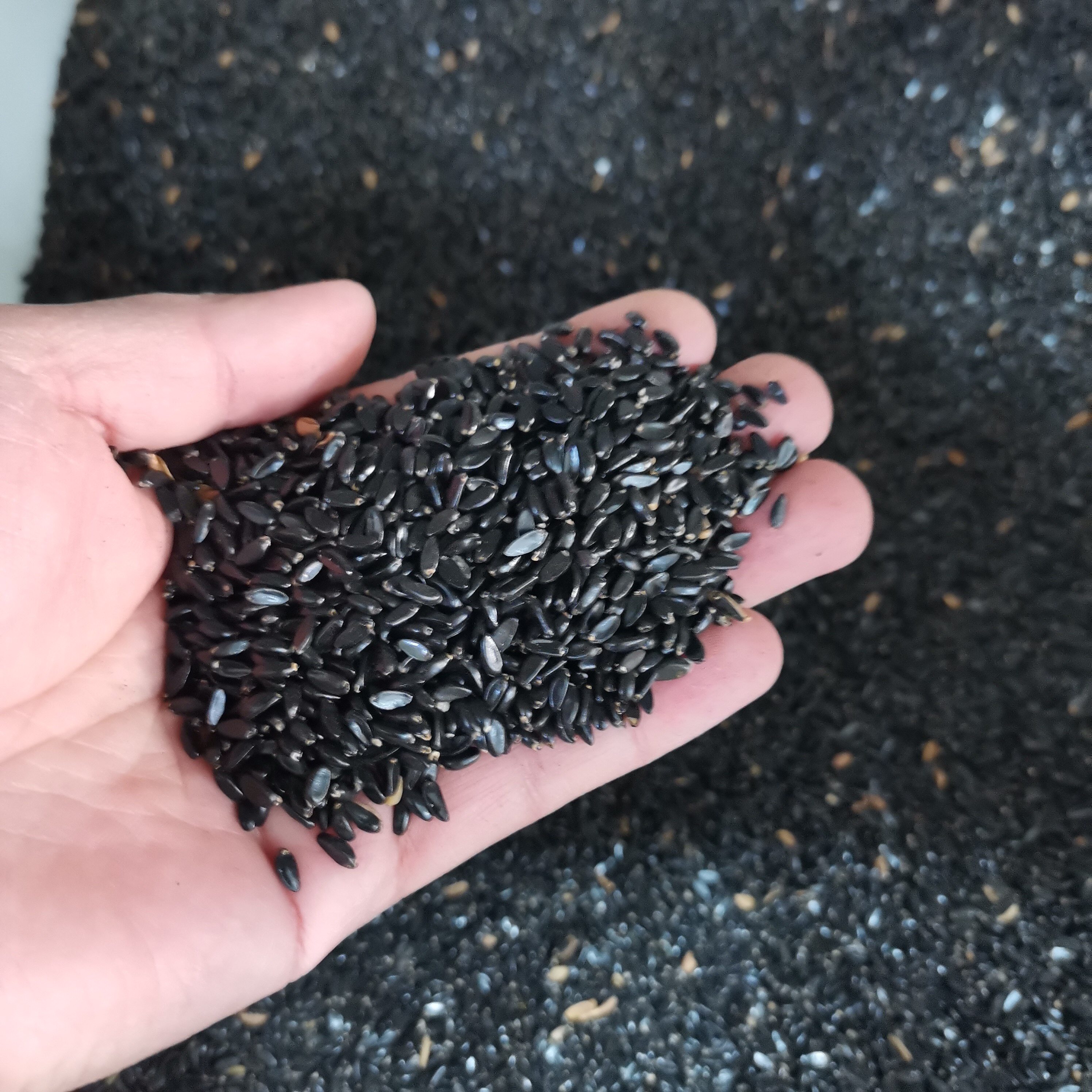 瓜子黄杨种子林木种籽国产散装四季多年生景观家庭园艺种子