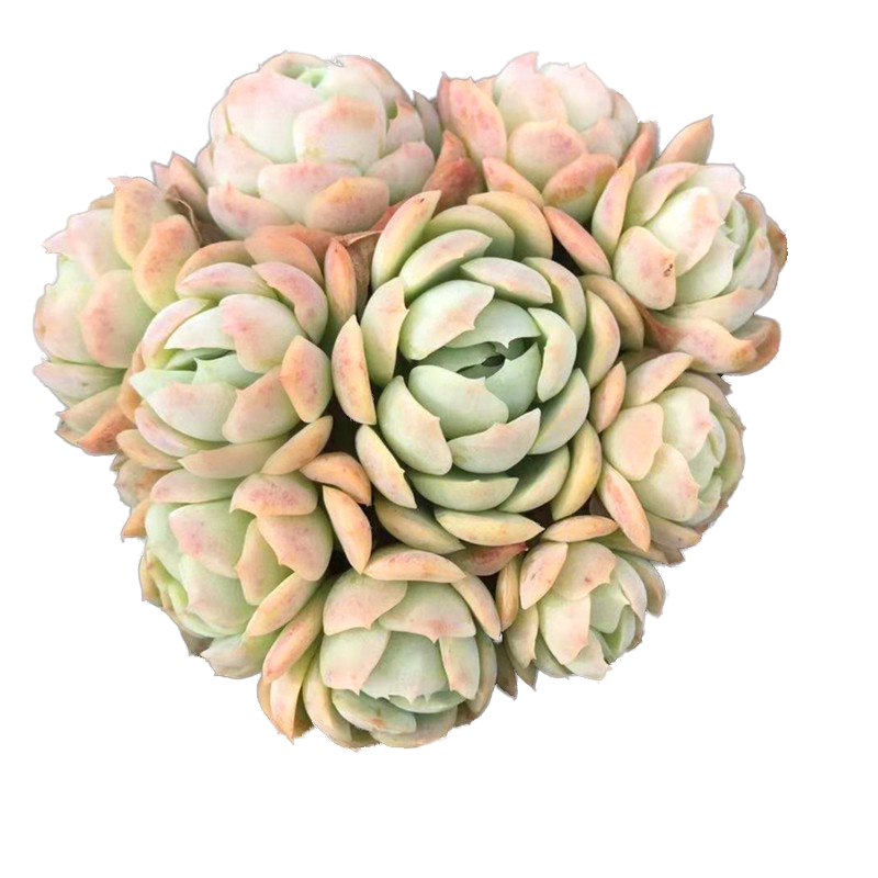 仟佰卉 奶油贝瑞多肉植物群生手捧花造型果冻色包子状云南基控养