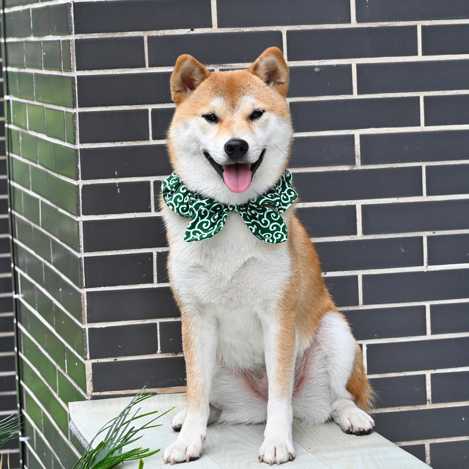 柴犬围巾日式和风唐草宠物宠物狗狗狗猫咪蝴蝶结领结