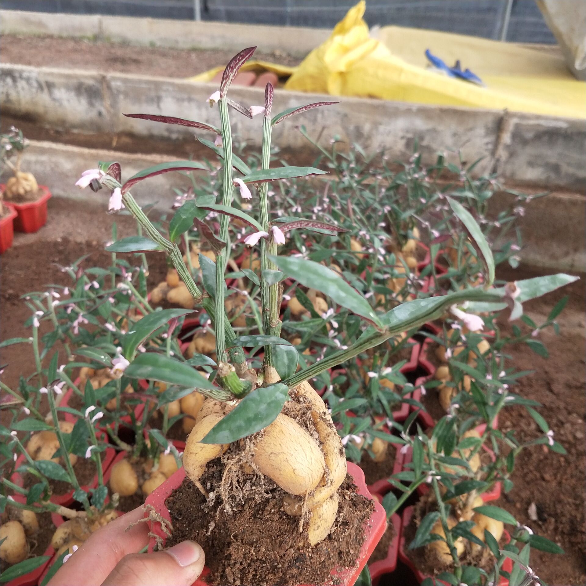 张大叔多肉植物人参大戟 人生大吉 块根径多肉 形状好 办公室小盆