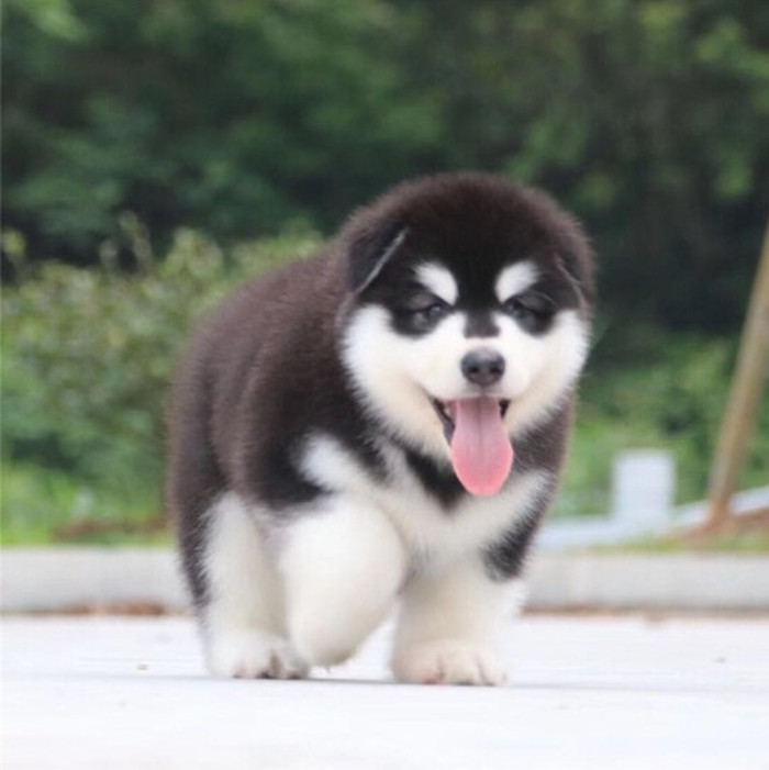 纯种雪纳瑞法斗牛巴哥阿拉斯加比熊德牧边牧柴犬松狮幼犬宠物狗狗