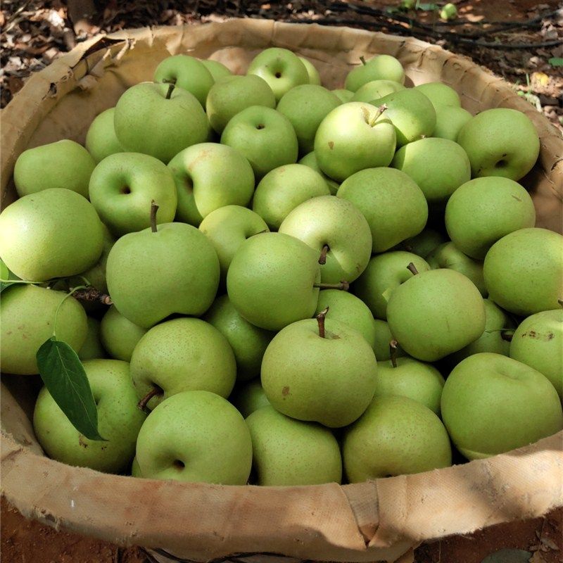 云南夏雪梨雪梨早熟梨脆多汁梨秋9斤包邮梨