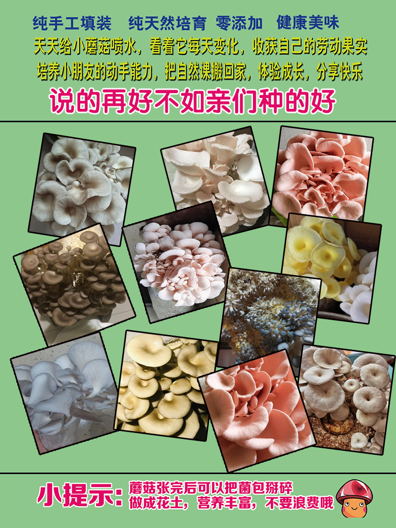 蘑菇种植包平菇菌包种蘑菇食用菌菌种家庭种植蘑菇菌包种子榆黄菇 - 图3