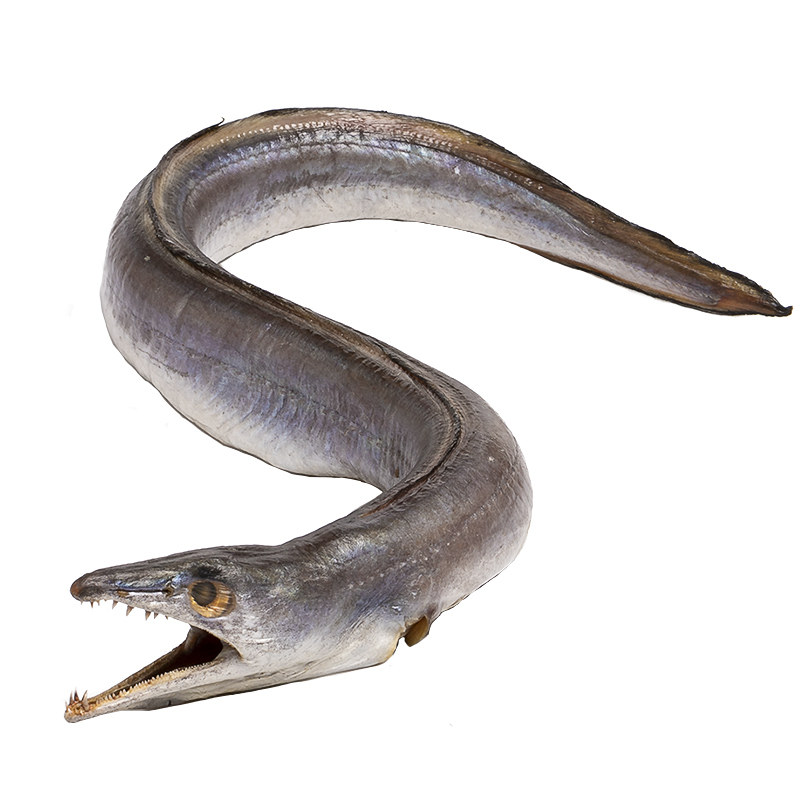 老沈海鲜风鳗筒113斤鳗鱼172斤野生干货宁波特产鳗鱼