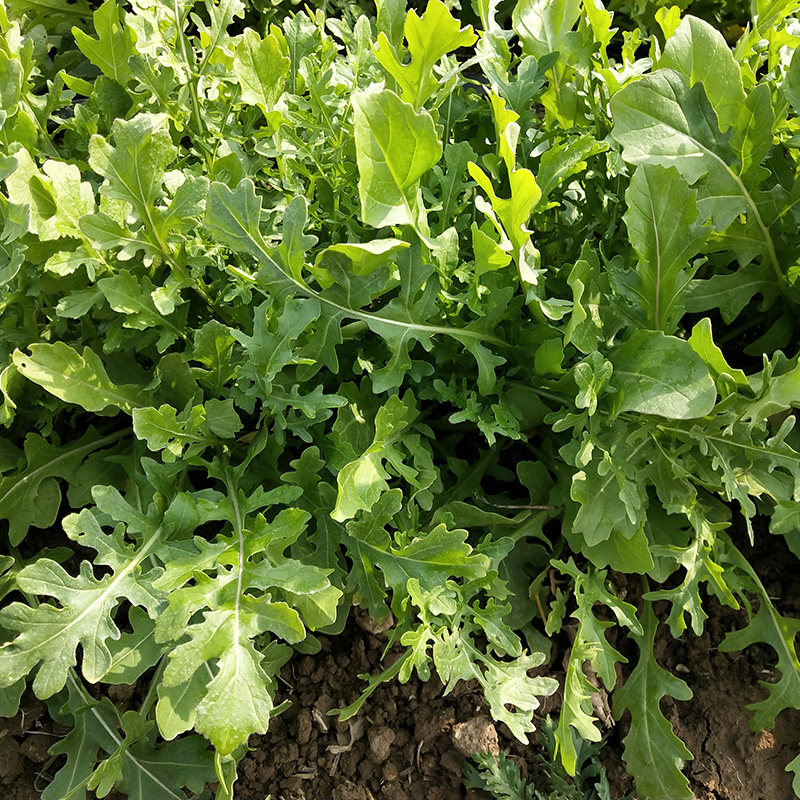 种子菜种野生芝麻臭菜火锅野菜菜园盆栽四季家庭园艺种子