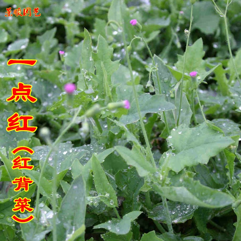 一点红羊蹄草种种子籽中草药药材叶下红背菜春夏家庭园艺种子
