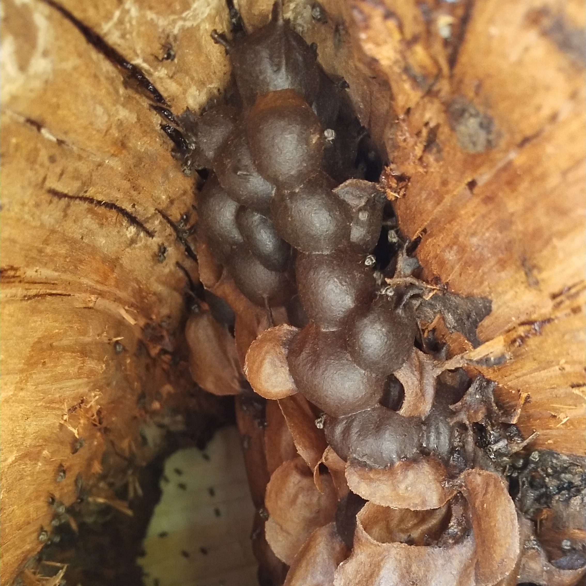 古山西双版纳纯正深山无刺蜂树蜂蜜蚊蜂蜂蜜