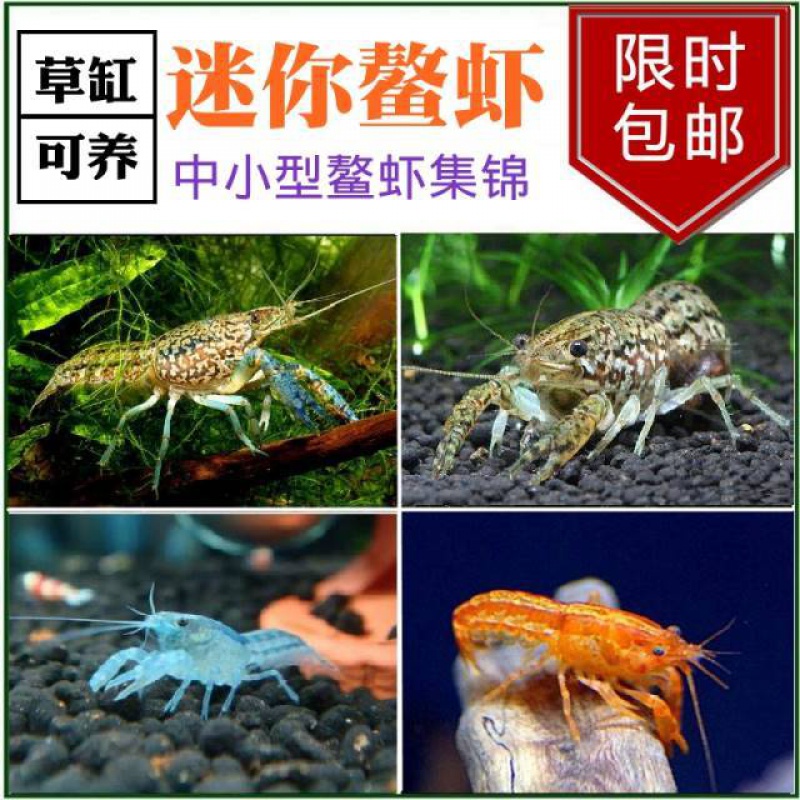观赏虾鳌活体草缸迷你特萨双带侏儒橘螯虾龙虾