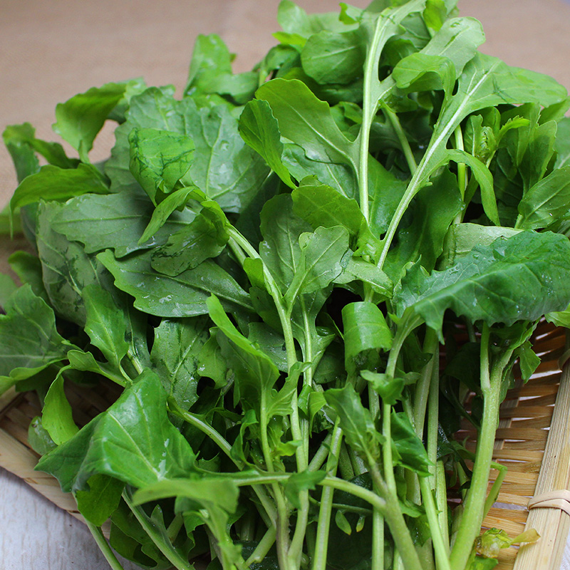 东北新鲜臭菜云南包邮500g农家自种蔬菜菜梗其它