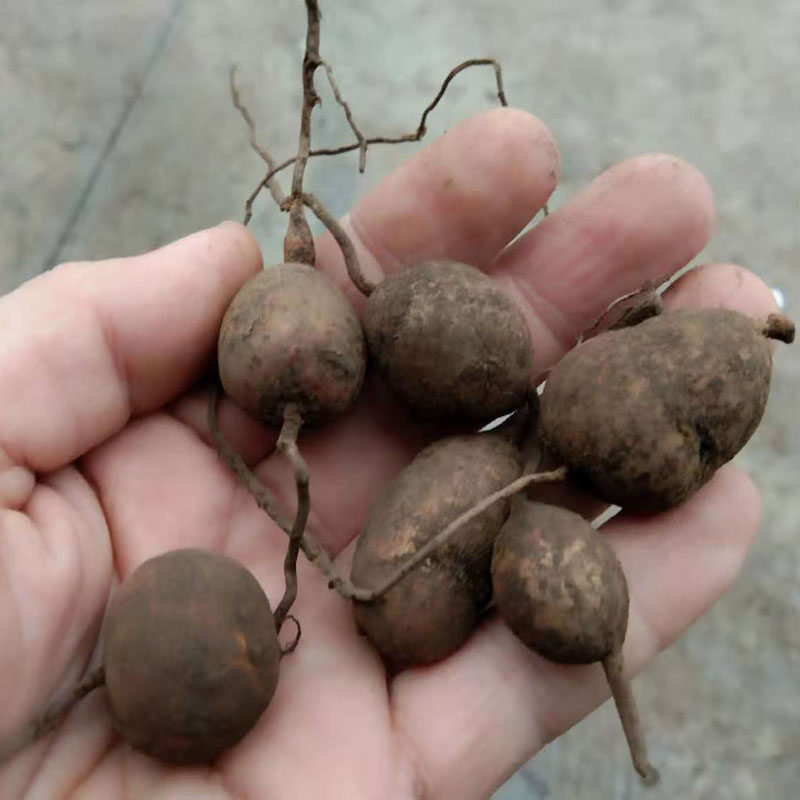 贵州省地产野生新鲜金果苦胆破石珠地胆中草药传统滋补品其他