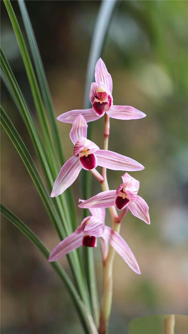 包邮当年开花花名品兰花苗盆栽莲瓣红艳阳台时令草本花卉