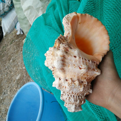 热卖卖的天然海螺贝壳七角螺石螺法实用道士海螺