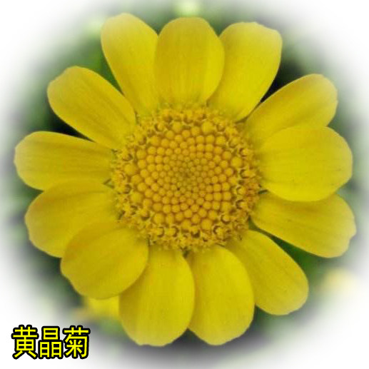 黄晶菊种子春俏秋播花卉耐寒鲜花种子园林园艺景家庭园艺种子