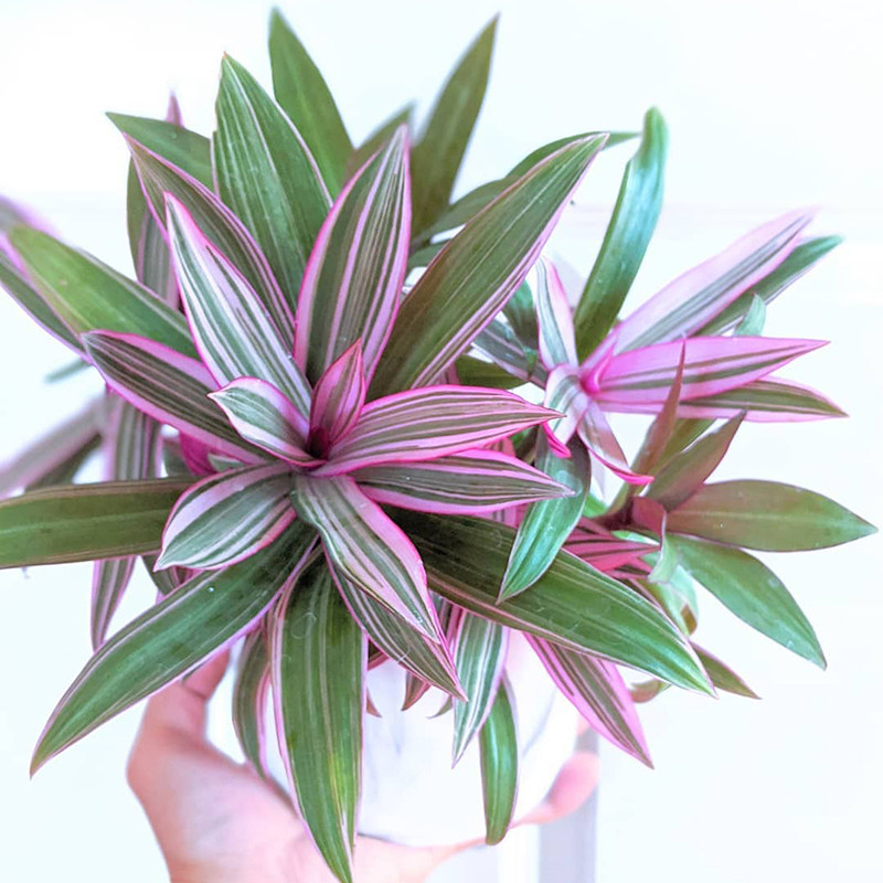 北欧室内外绿植叶绿植好养观客厅欧风彩叶蚌兰紫露绿植