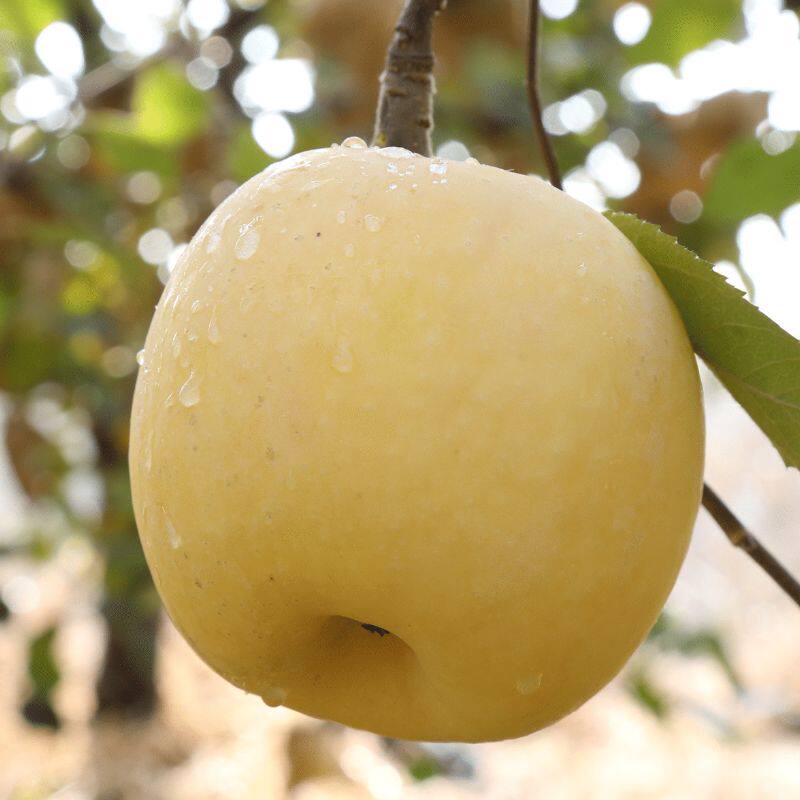 山东烟台黄金奶油富士苹果5斤(热品库)