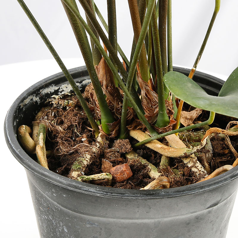 花烛国王anthuriumarrow叶花烛热带进口室内绿植绿植