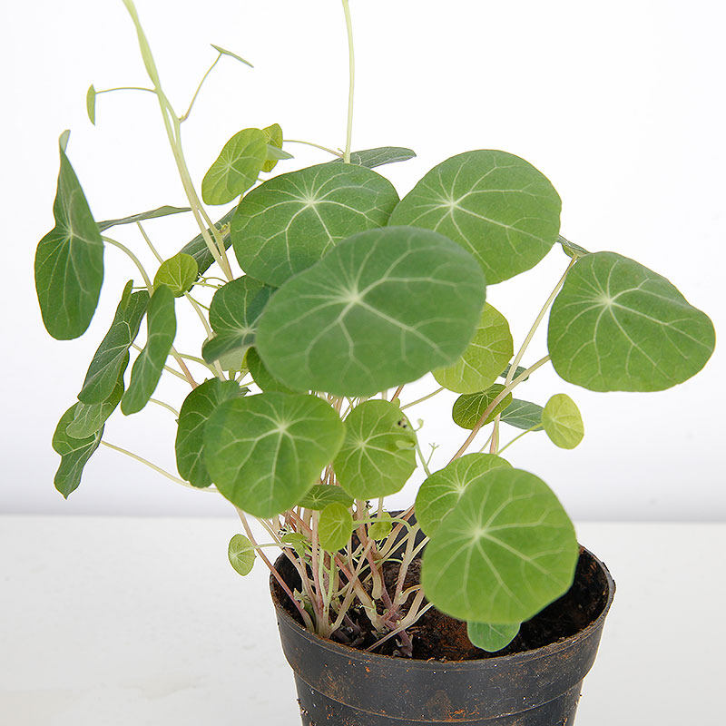 网红绿植山乌龟金不换多肉盆栽绿藤植物千金室内外绿植