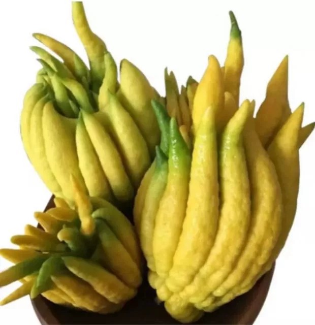 佛手新鲜水果云南五指润喉鲜果供佛观赏金佛手佛手果