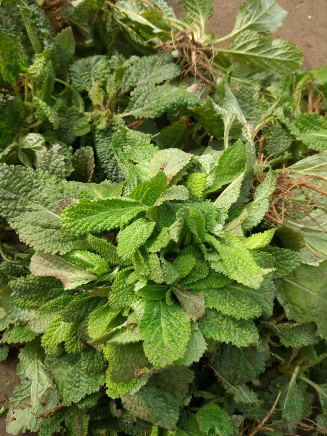 野生癞蛤蟆21年新品整棵荔枝草皱皮草雪见500g养生茶