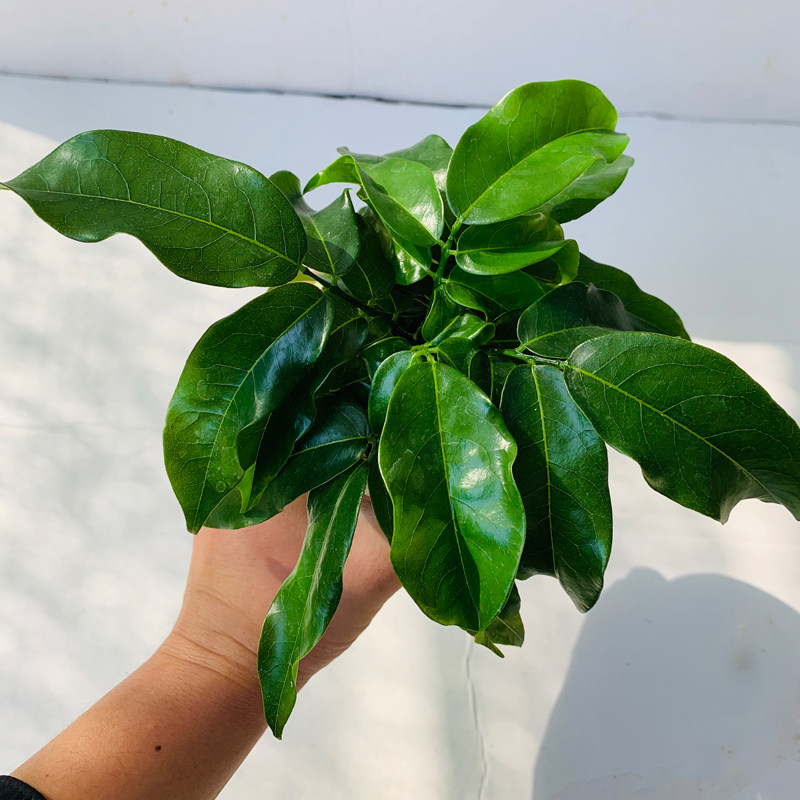 开心果元宝招财进宝室内植物花卉桌面办公室迷你趣味绿植