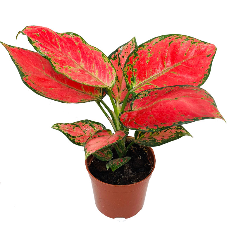 如意皇后盆栽室内水养植物客厅桌面花卉万年红绿植