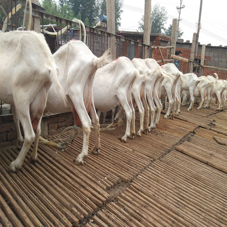 首页 痛风淘宝      云泉约羊奶现挤新鲜羊奶纯鲜玻璃瓶装巴氏杀菌纯