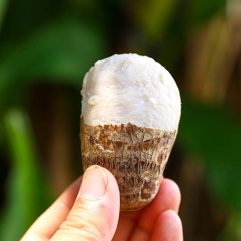 芋头8斤贵州新鲜小芋头农家包邮粉香芋小毛芋儿芋头