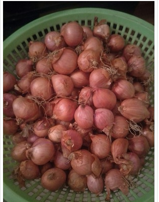 东北小毛特产干红红毛葱头鬼子葱紫迷你小洋葱其它