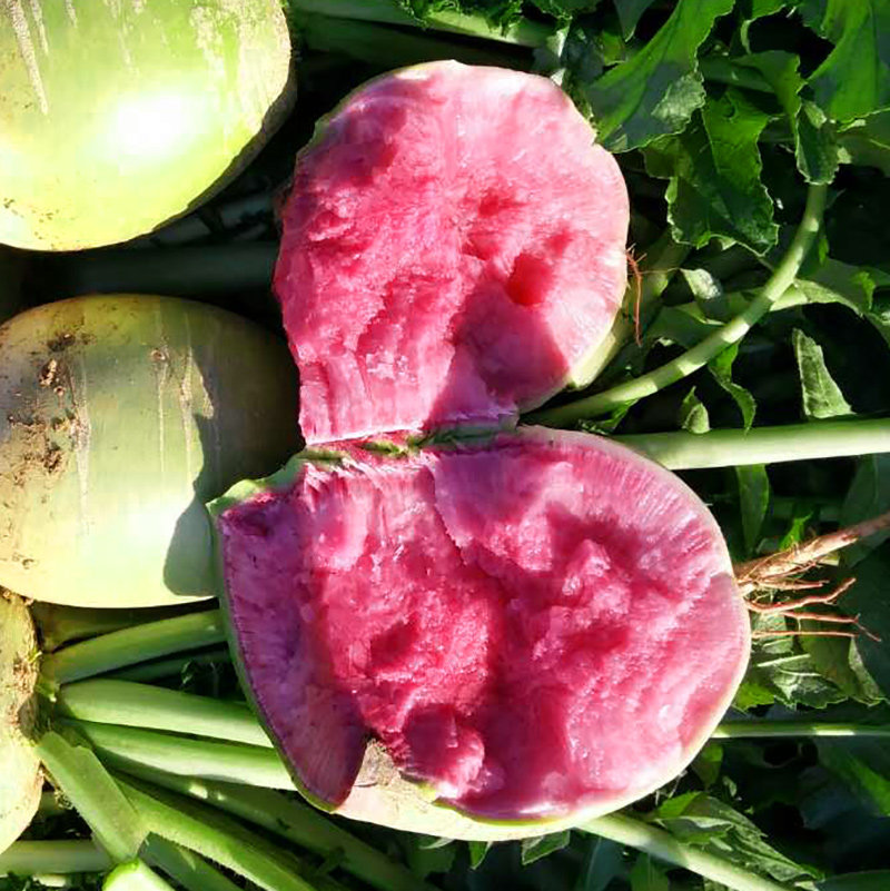 萝卜5斤装包新鲜现挖心里里美心灵美绿皮红心萝卜