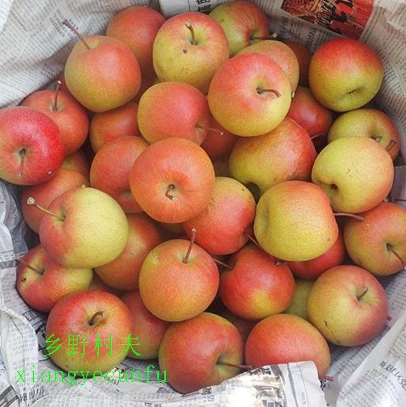 肖梨现货新鲜红鲜红红梨沙梨老北京红45斤装包梨