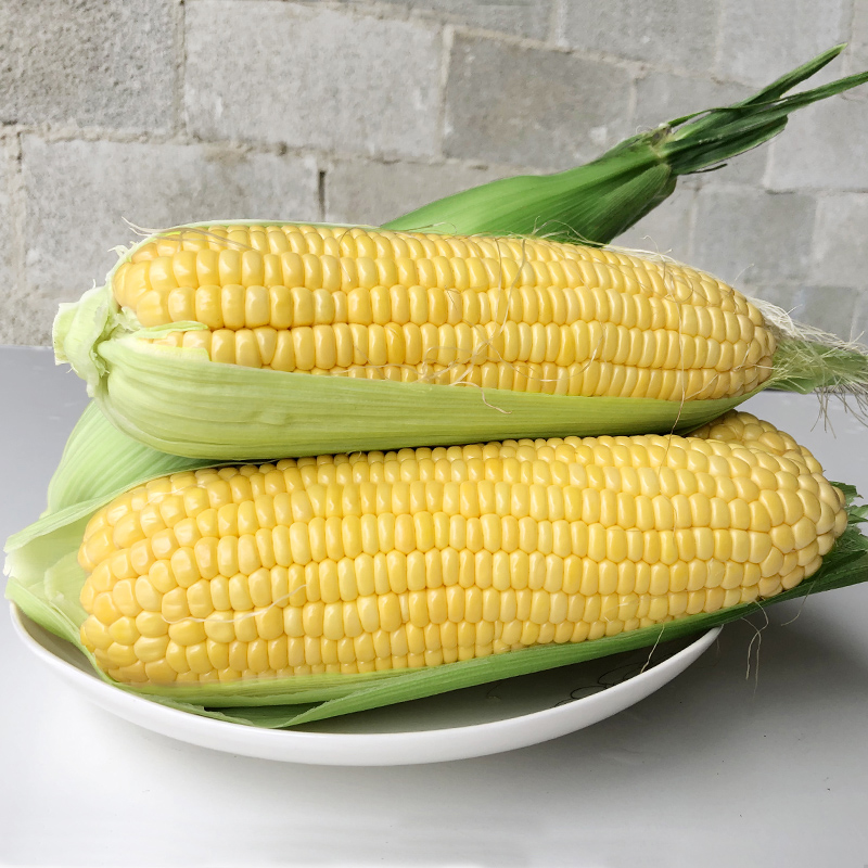 广西水果玉米新鲜现摘应季甜玉米棒早餐生吃非云南花糯玉米笨牛奶