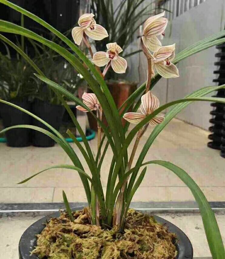 兰花云南室内花苗老种花卉客厅盆栽花莲瓣兰花卉
