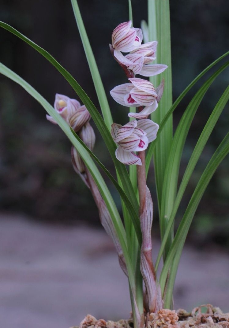 兰花花冠类型图片