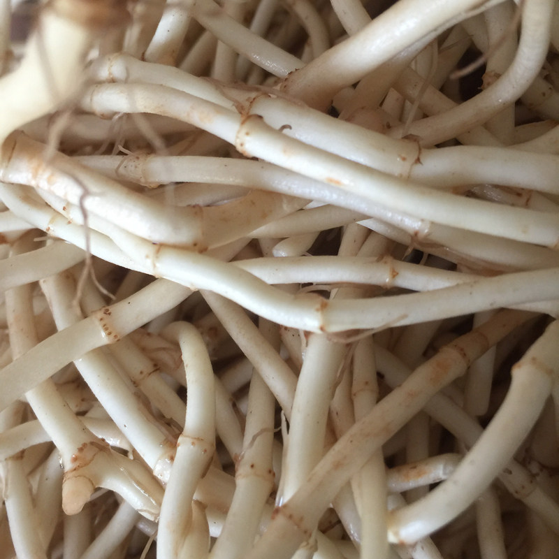 新鲜耳根凉拌即食贵州土特产农家节侧儿根野生鱼腥草