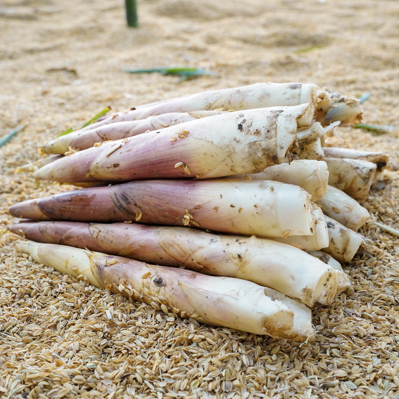 临安天目山农家春笋新鲜现挖竹笋雷笋野生小竹冬笋蔬菜5斤装包邮 - 甄