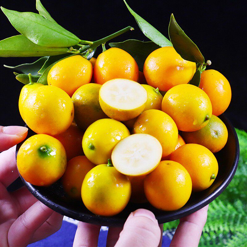 小金广西脆皮金桔5斤金橘新鲜水果应当当季桔子
