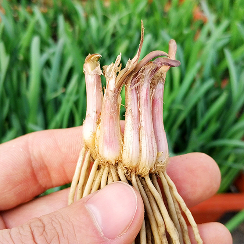韭菜根苗根种紫根现挖大宽叶红根韭菜根盆栽绿植