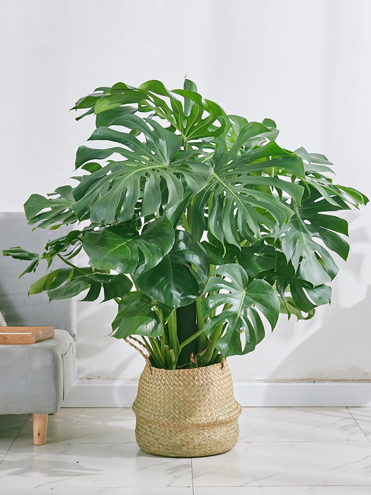 龟背净化空气绿植叶绿植开背观室内吸甲客厅办公室植物大型绿植