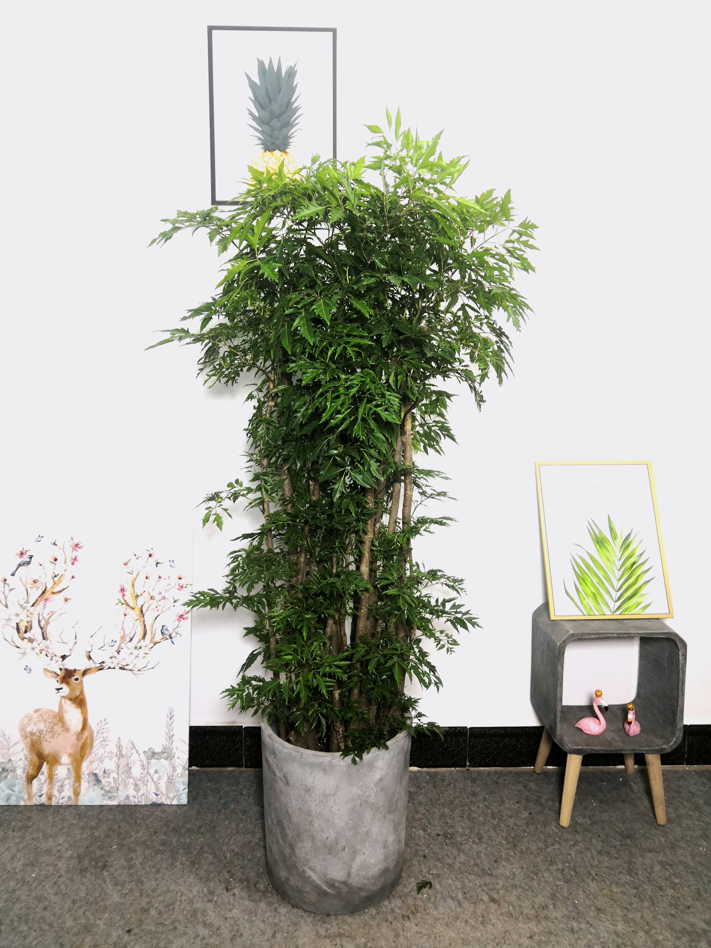 福禄寿盆栽福禄桐中大型植物盆景花卉室内观赏型乔迁开张吉祥绿植