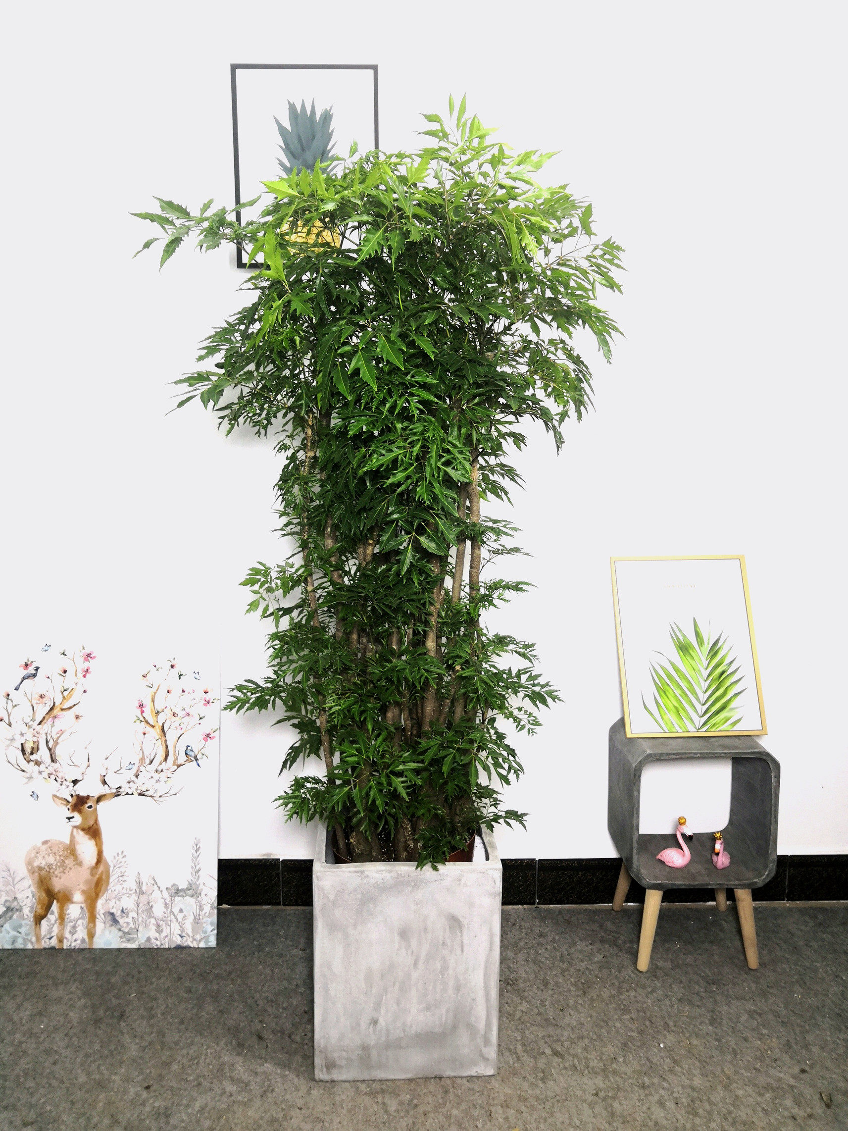 福禄寿盆栽福禄桐中大型植物盆景花卉室内观赏型乔迁开张吉祥绿植