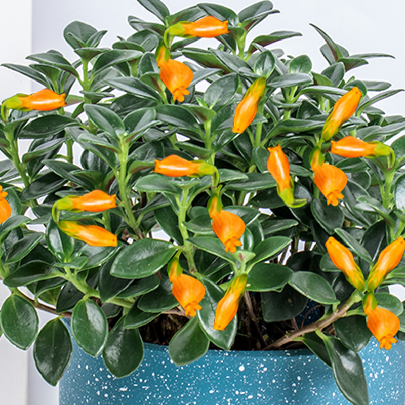 财金鱼花吊兰盆栽四季观花植物室内绿植