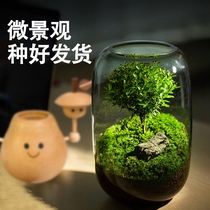 Moss Plant Microscape Eco Bottle Fun Living Miniature Creative Indoor Tabletop Green Planting Bonsai Small Pendulum