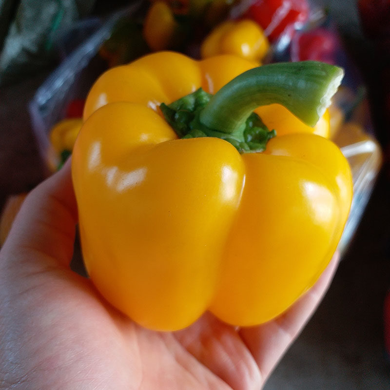 彩椒红黄圆椒辣椒灯笼椒新鲜蔬菜凉拌炒菜生吃柿子椒当季酒店饭店