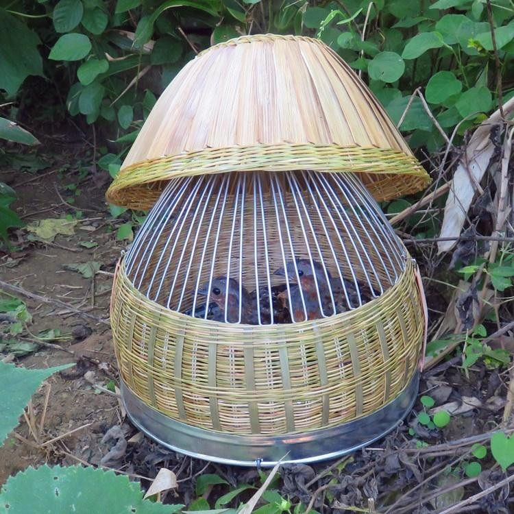 鸡媒鸡笼专业上山笼子竹家家用竹制圆形鹧鸪鸟笼