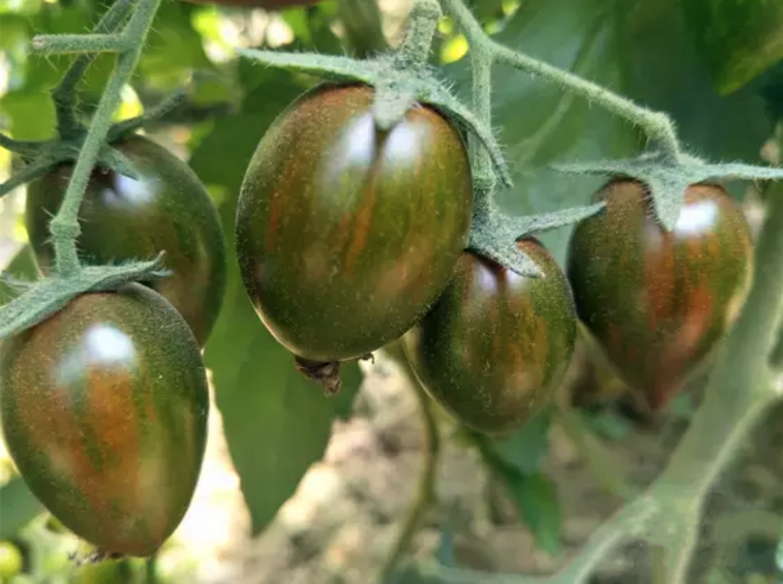 新鲜迷彩小番茄5斤樱桃小西红柿当季水果迷彩圣女果非千禧小番茄