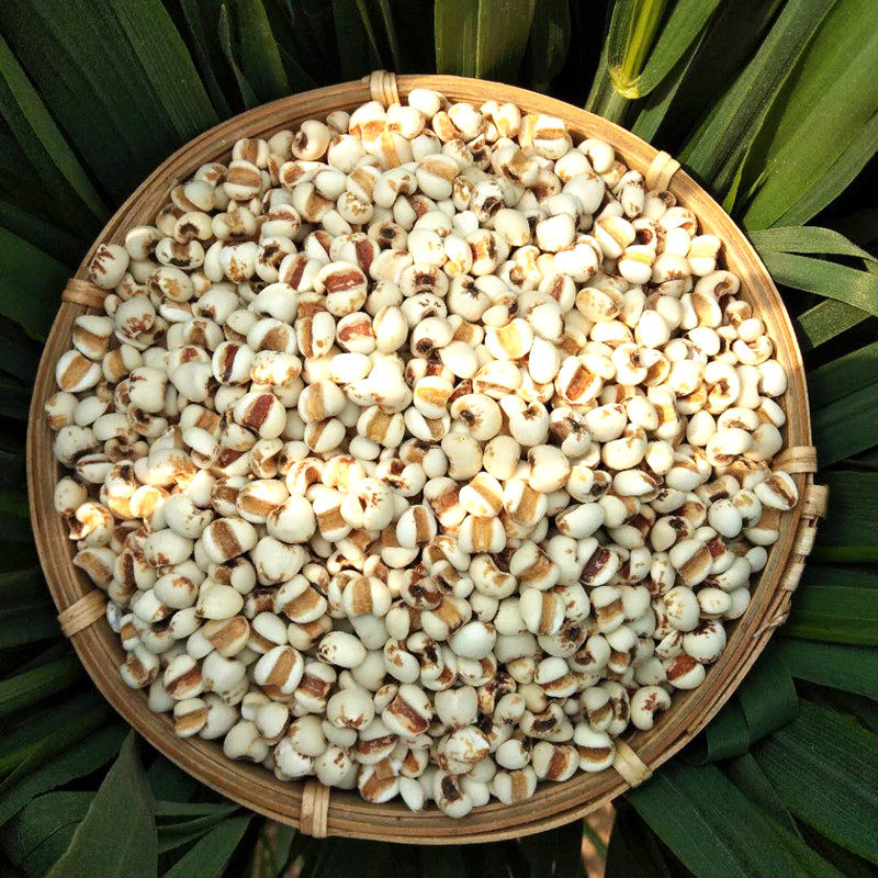 农家新货去壳生薏米仁 赤豆薏米 炒薏米仁原材料 软糯香浓