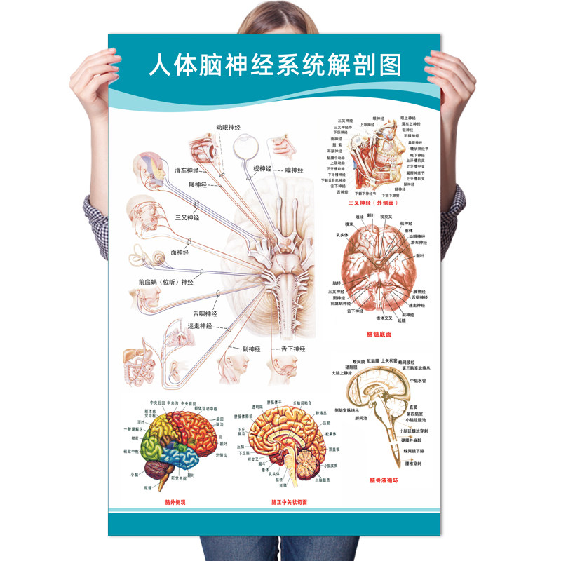 脑部人体结构示意图墙贴脑神经血管医院脑科海报写真