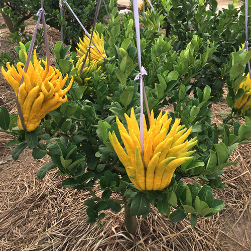 佛手盆栽金华花苞金佛手树苗带果种果香橼绿植