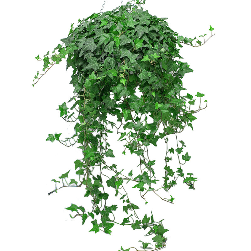 常春藤盆栽植物室内吸去甲醛净化空气吊兰好养四季绿植